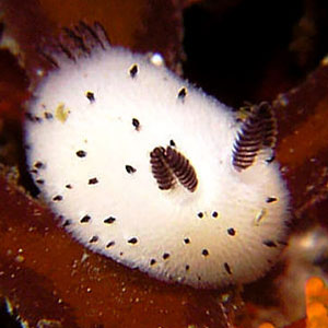 cute-bunny-sea-slug-jorunna-parva-thumb.jpg
