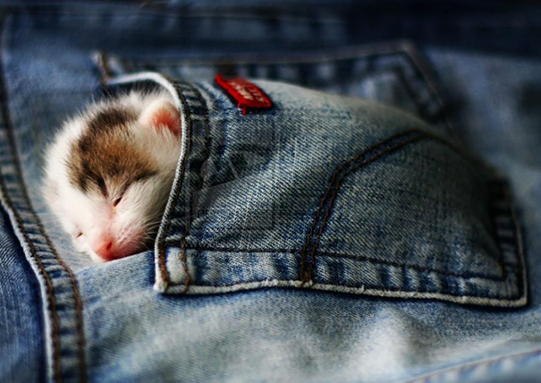 Pocket Kitten