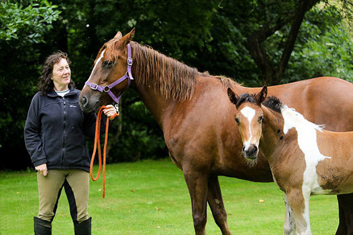 da-vinci-horse-pattern-north-yorkshire-3