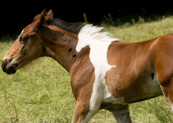 Baby Horse Born With Horse-Shaped Marking