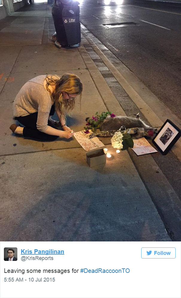 Homenaje en Toronto a un mapache muerto tras olvidar las autoridades recogerlo por más de 12 horas