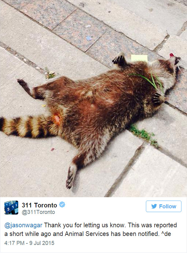 People In Toronto Made Memorial For Dead Raccoon After City Forgot To Pick It Up For 12 Hrs