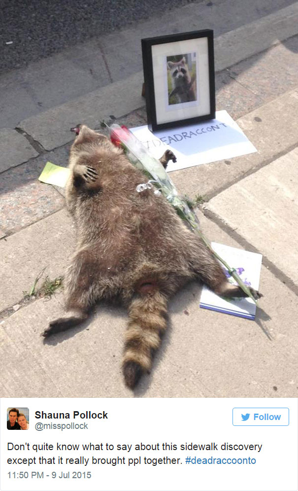 People In Toronto Made Memorial For Dead Raccoon After City Forgot To Pick It Up For 12 Hrs