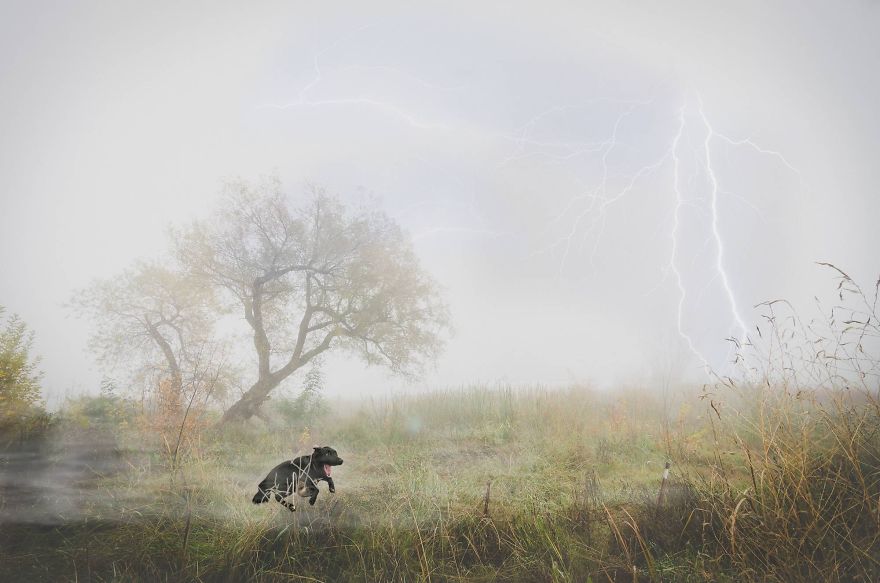 This Overly Excited Dog Protecting A Kitten During A Lightning Storm!