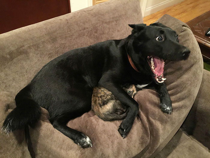 A Dog Protected A Kitten During A Lightning Storm, And Here’s How The Internet Responded