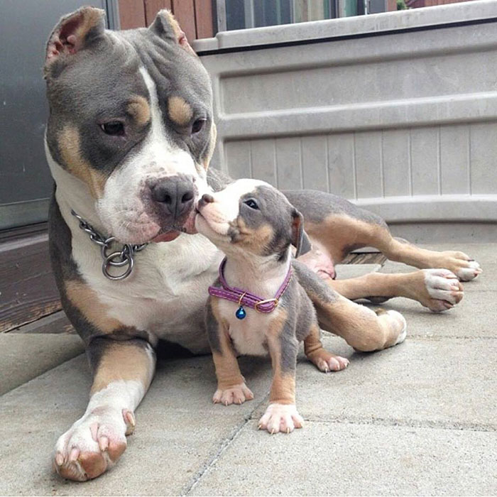 Pitbull And Baby Pitbull