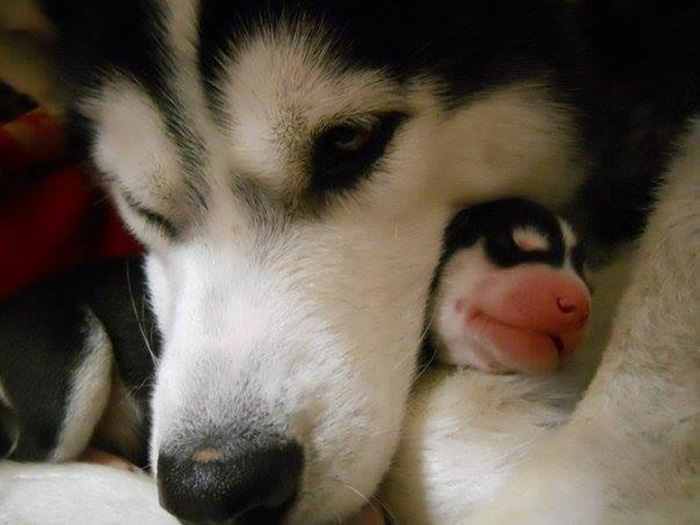 Husky And Its Baby
