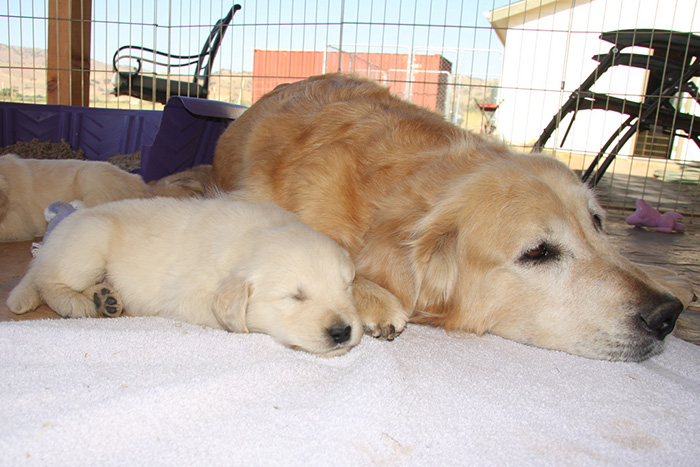 Mother With Her Puppy