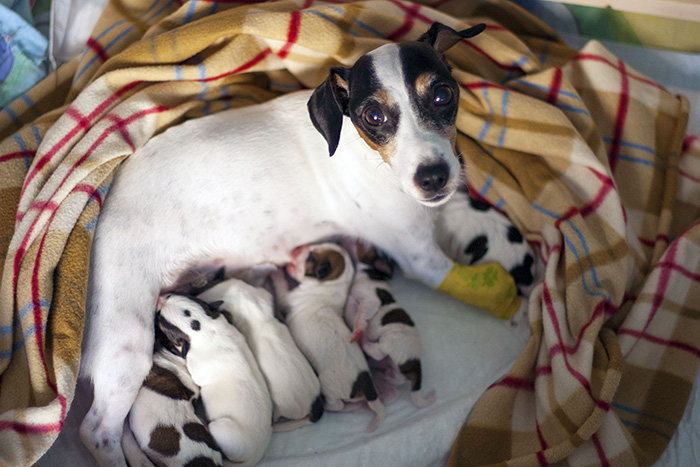 Sencha The Jack Russel With Newborn Puppies