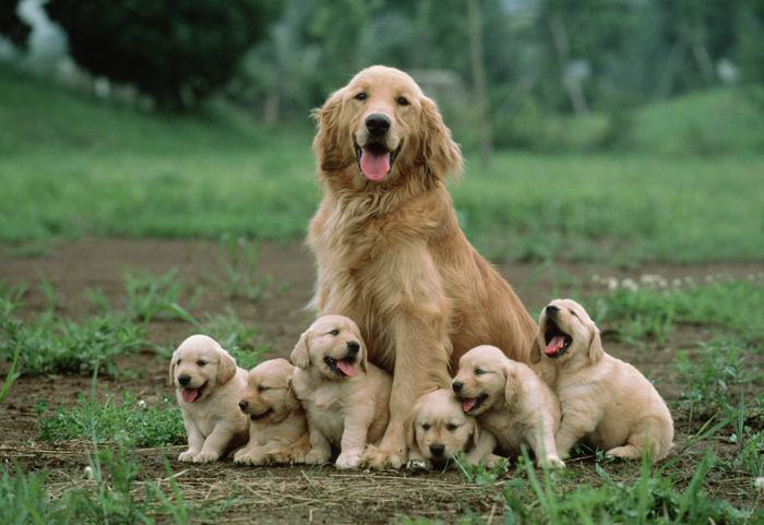 Six Sweet Puppies Sitting With Mother