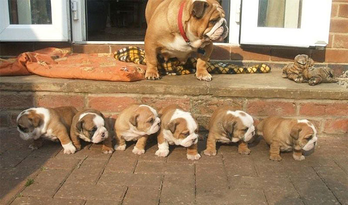 Bulldog Mommy With Her Puppies