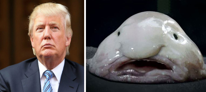 Donald Bears Striking Similarities To The Blob Fish Pictured Here
