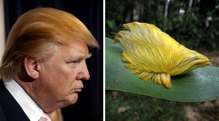 Donald Trump's Hair Looks Like This Caterpillar
