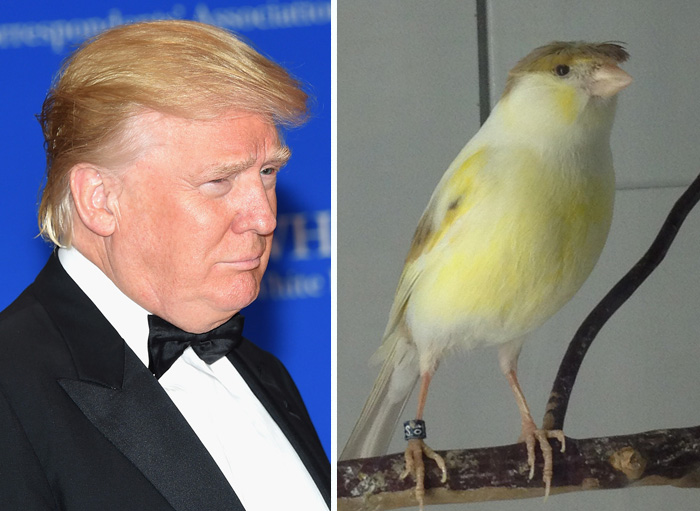 This Bird Has Donald Trump's Hair