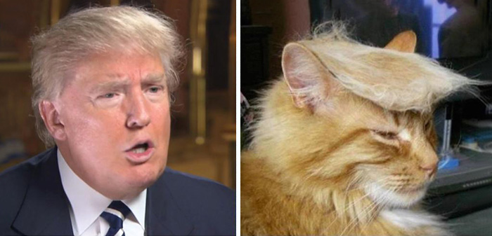 Wish I Had A Cat So I Could Trump It