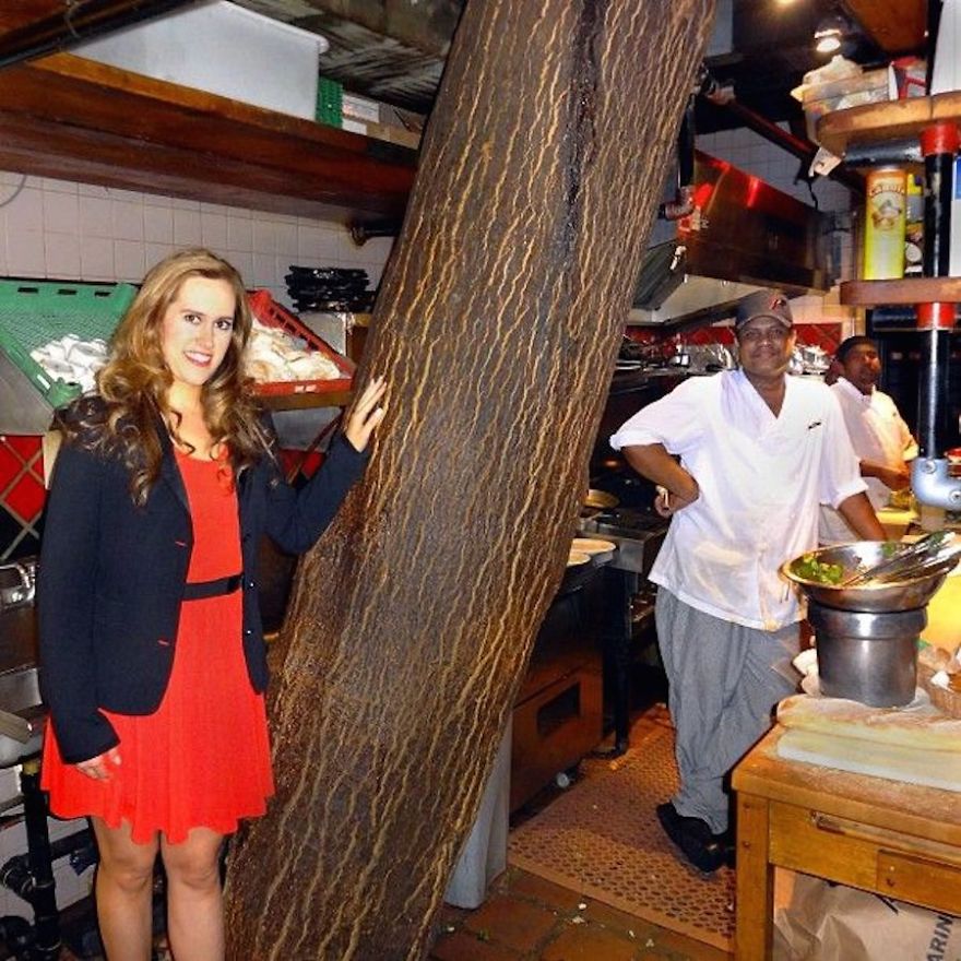 Kit Kat Restaurant In Toronto Has A 4 Story Tree Growing Out The Of The Kitchen Area.