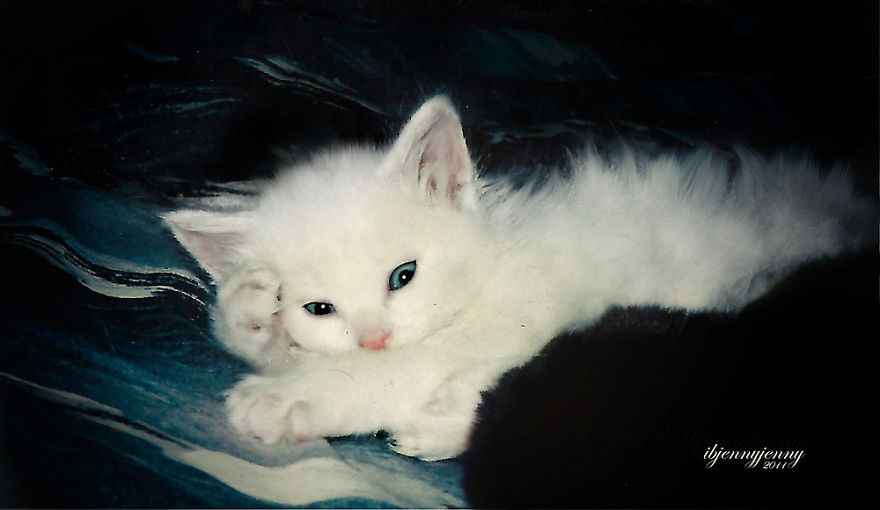 After Losing My Son At Birth This Deaf Kitten Saved Me