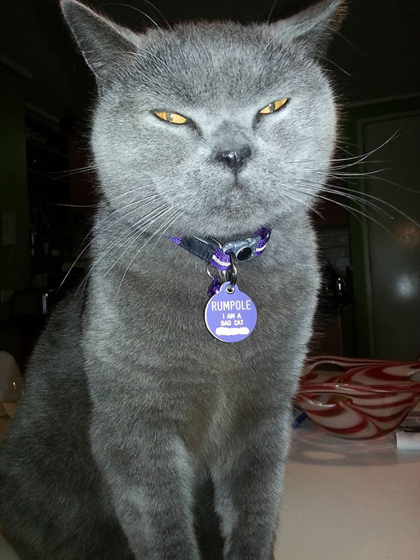 Rumpole Has Been Escaping, So He Got A New Purple Collar And Tag. He Is A Bad Cat