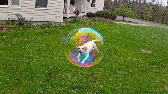 This Freeze-frame Trapped My Dog In A Bubble