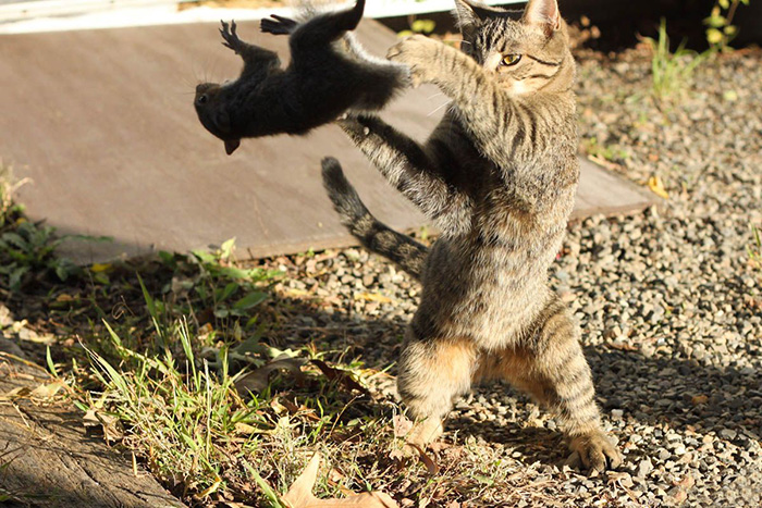 Cat Throwing A Squirrel