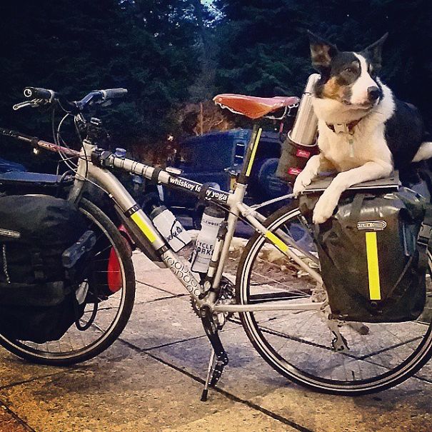 This Guy Gave It All Up To Cycle The World With His Dog This Guy Gave It All Up To Cycle The World With His Dog
