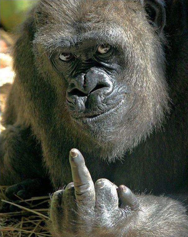 Throw Pillow young gorilla sticking up its middle finger 