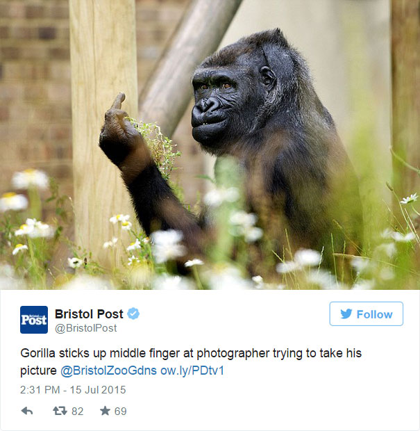 gorilla-middle-finger-bob-pitchford-bristol-zoo-5