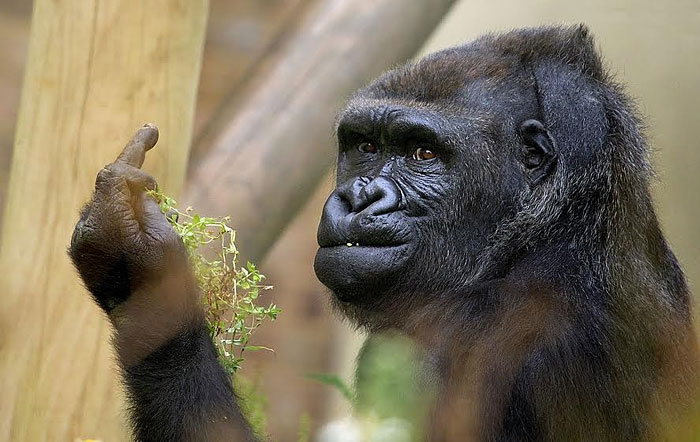 Gorilla Shows Middle Finger To Zoo Visitors Trying To Take His Picture