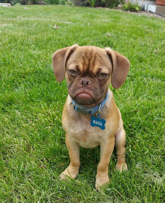 Grumpy Dog Hates You Even More Than Grumpy Cat