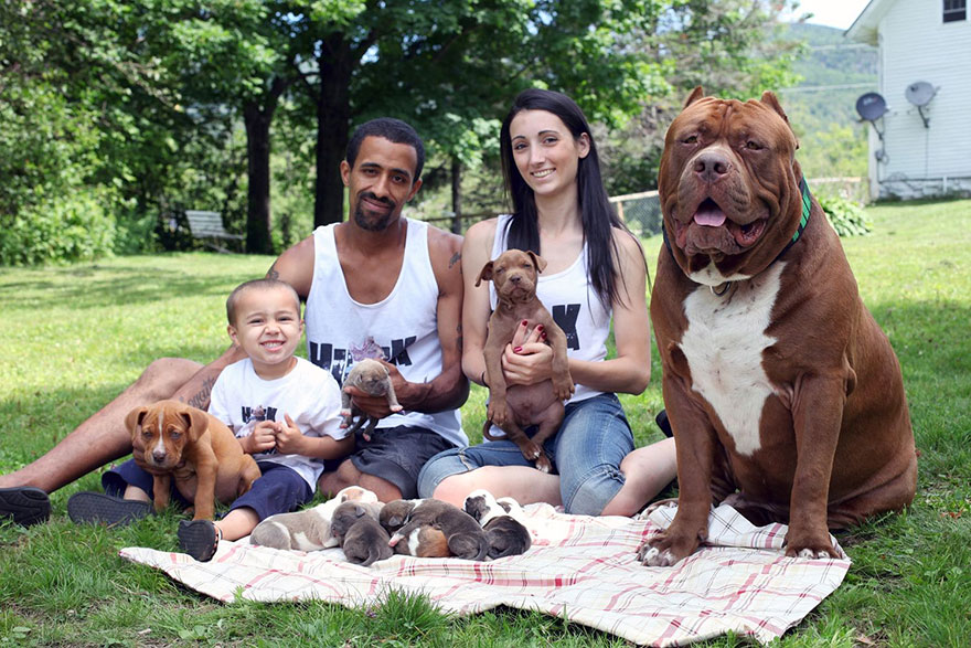 World's Largest Pitbull "Hulk" Has 8 Puppies Worth Up To Half A Million Dollars