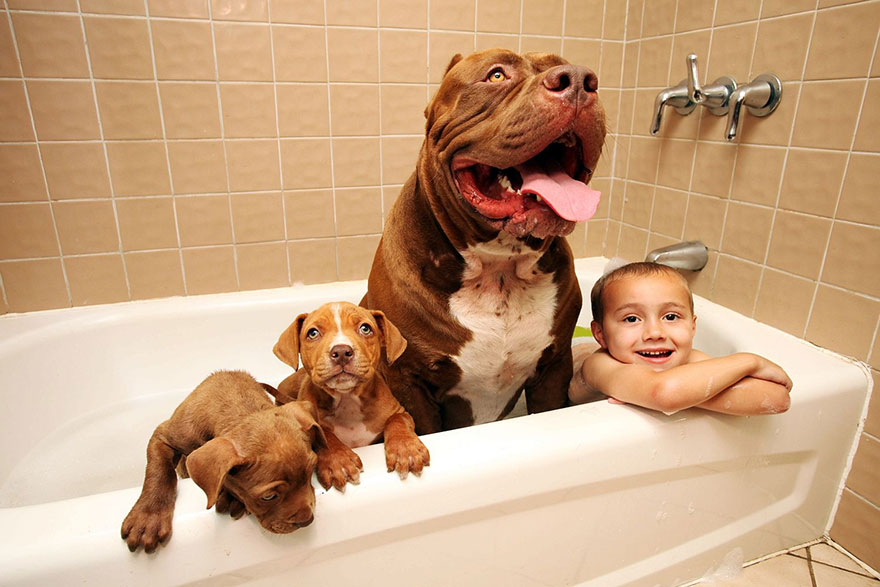 World's Largest Pitbull "Hulk" Has 8 Puppies Worth Up To Half A Million Dollars