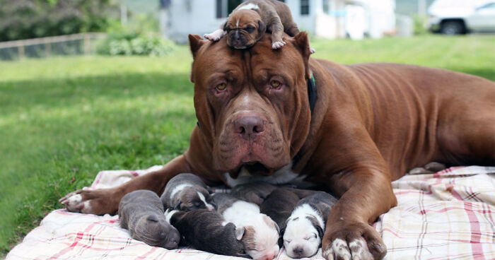 pitbull family