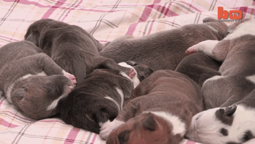 The world's largest pitbull Hulk’s puppies lying down on the blanket