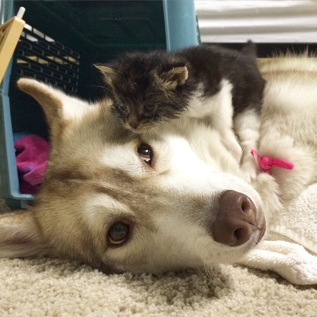 Husky Mother Loving Two Week Old Kitten