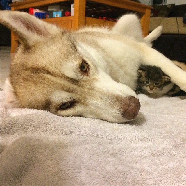 They Thought This Kitten Was Going To Die, But Then She Met A Husky Named Lilo
