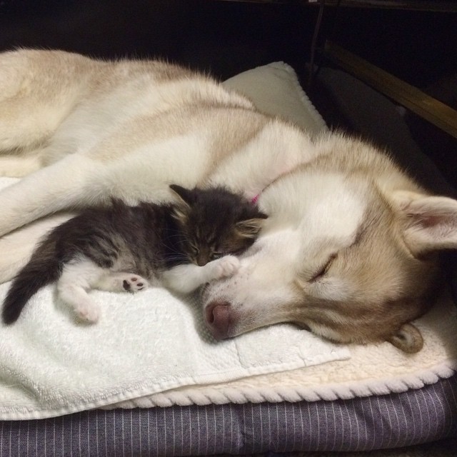 Husky Mother Sleeping With Two Week Old Kitten