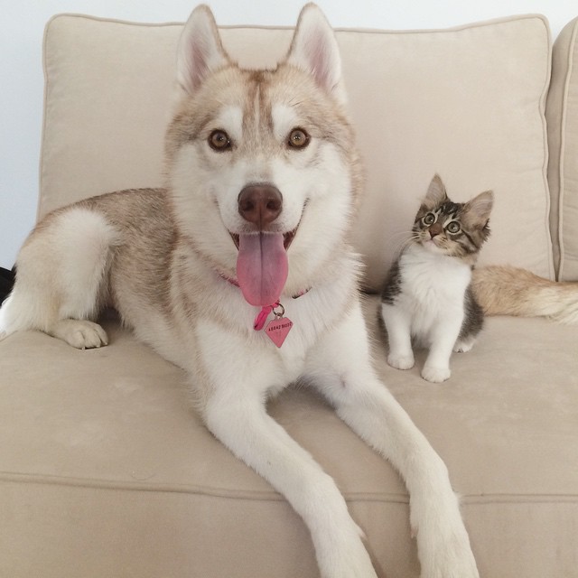 Husky Mother Posing With Two Week Old Kitten