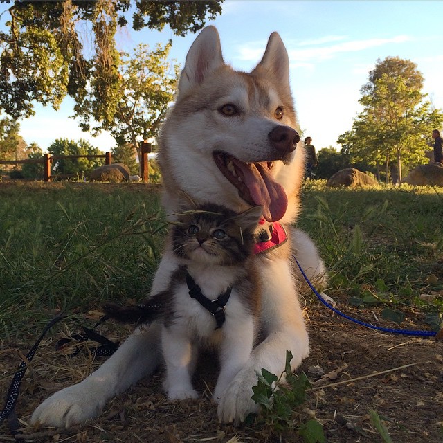 Husky Mother Adventuring With Two Week Old Kitten
