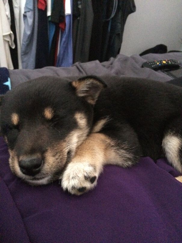 Tsuki Sleeping With A Smile On Her Face