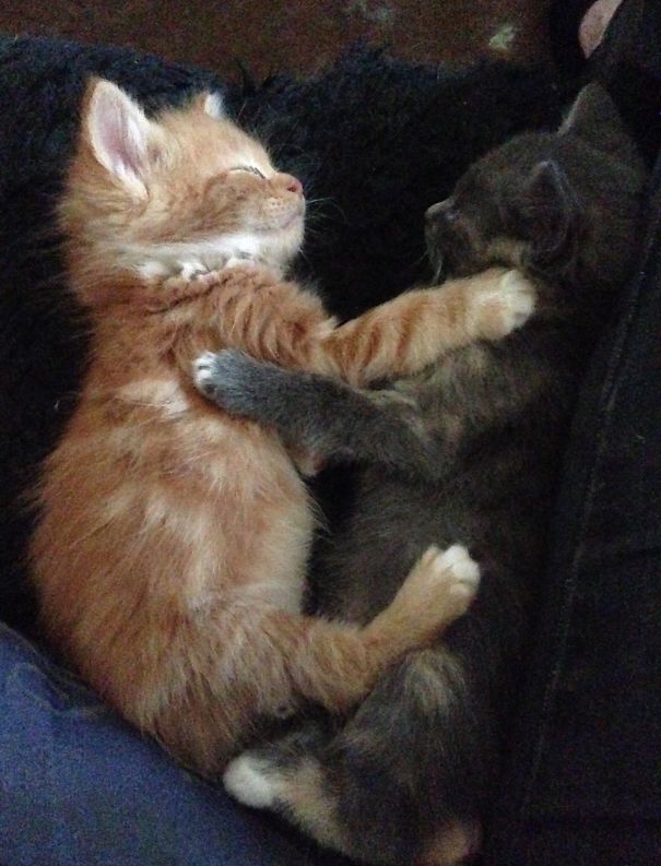 Our Kittens, Freyr And Fenrir, Just After We Got Them!