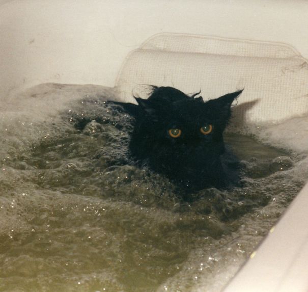 The Cat That Loved The Jacuzzi