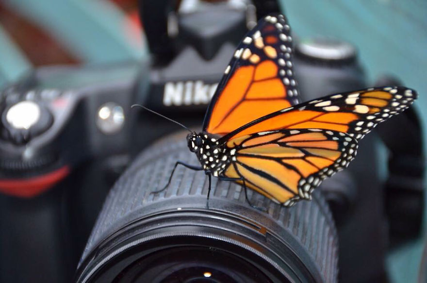 Credit: Crphotography, 2014. Taken At Huntsville, Ala.'s Botanical Gardens' Butterfly Room.