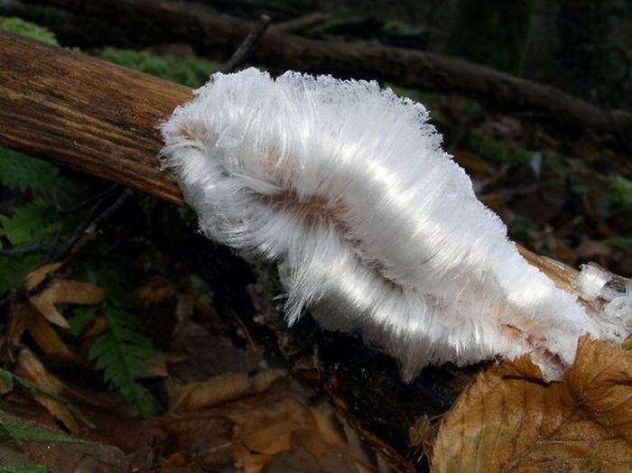 Fungus Ice Hair