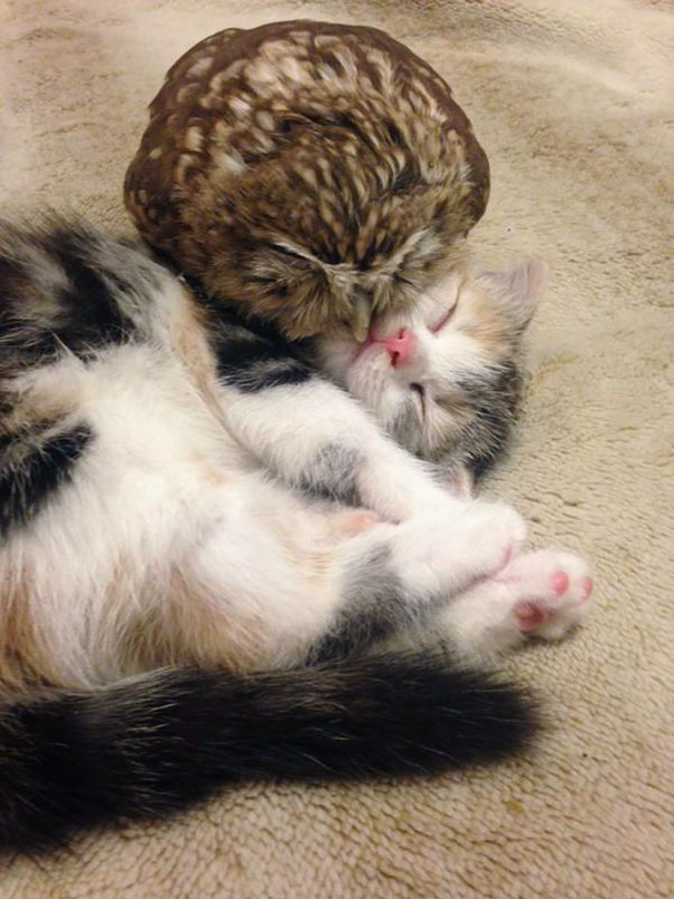 Un gatito y un polluelo de búho se convierten en mejores amigos y compañeros de siesta