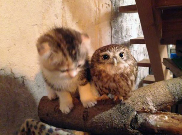 kitten-owl-best-friends-fuku-marimo-hukulou-coffee-japan-3