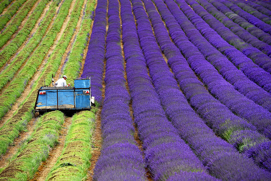 The Hypnotizing Beauty Of Harvesting Lavender (8 pics)