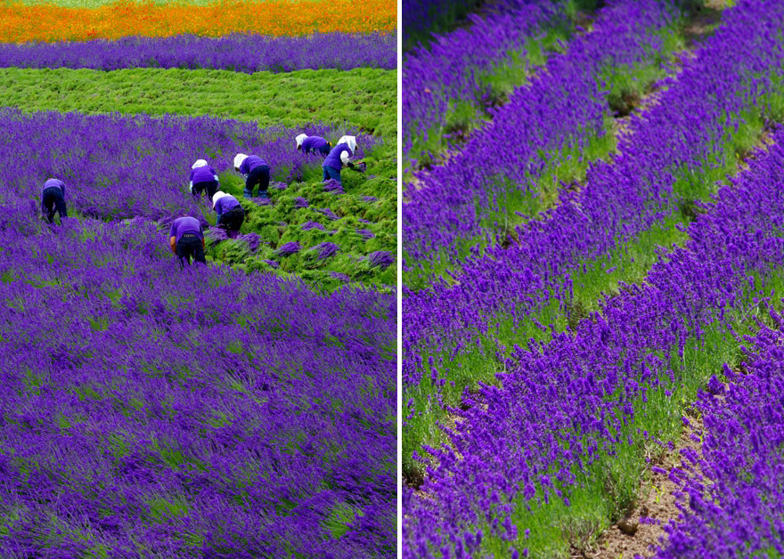 The Hypnotizing Beauty Of Harvesting Lavender (8 pics)