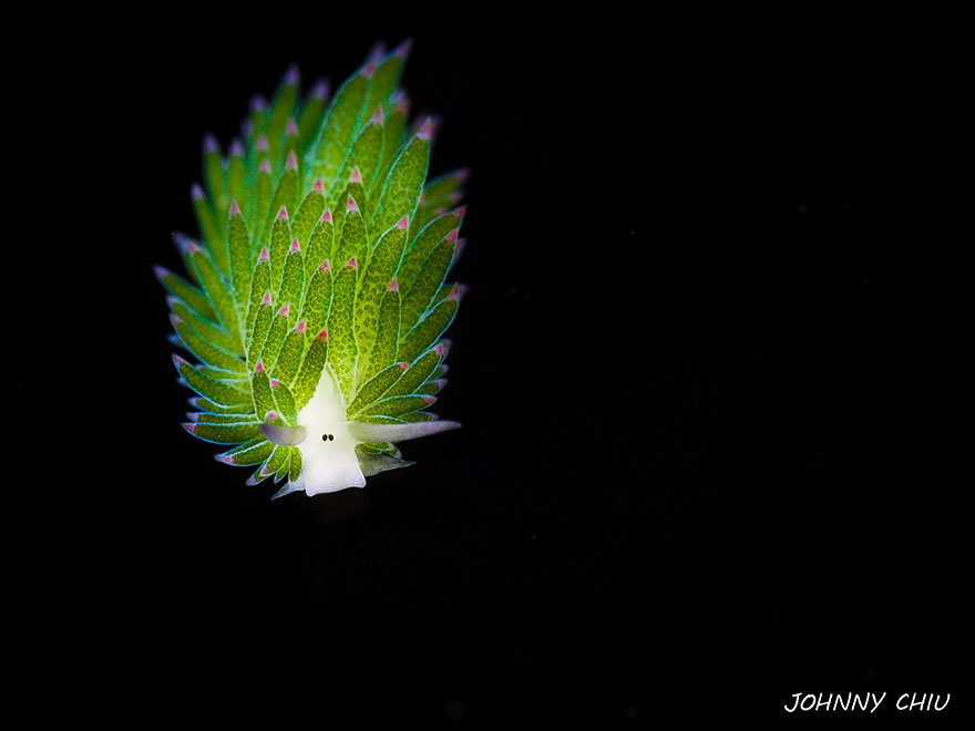 leaf-sheep-sea-slug-costasiella-kuroshimae-5