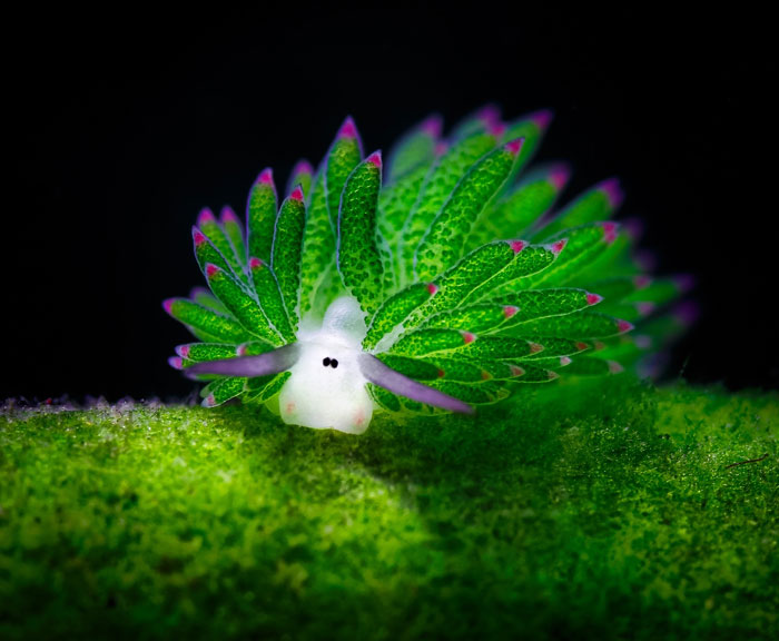 Sea Sheep? This Adorable Sea Slug Eats So Much Algae It Can Photosynthesize