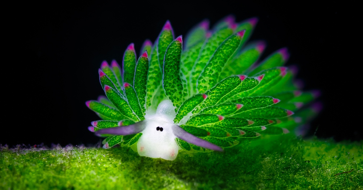leaf-sheep-sea-slug-costasiella-kuroshimae-fb.jpg